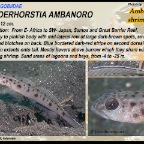 Vanderhorstia ambanoro - Ambanoro