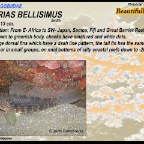 Exyrias bellisimus - Beautifull