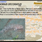 Instigobius decoratus - Decorated