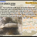 Lotilia graciliosa - Gracefull