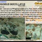 Signigobius biocellatus - Crab-eye