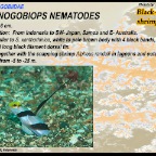 Stonogobiops nematodes - Black-rayed