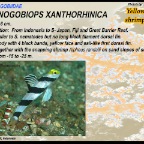 Stonogobiops xanthorhinica - Yellownose