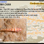 Trimma cana - Candycane dwarf