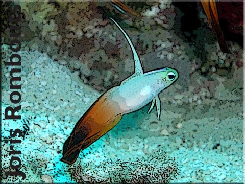 Info-dartfish
