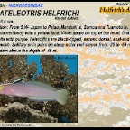 Nemateleotris helfrichi - Helfrich's