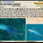 Ptereleotris evides - Twotone