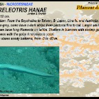Ptereleotris hanae - Filament