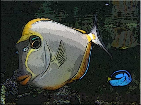 Info-surgeonfish