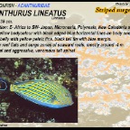 Acanthurus lineatus - Striped