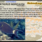 Acanthurus nigricauda - Blackstreak