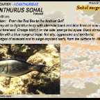 Acanthurus sohal - Sohal