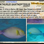 Acanthurus xanthopterus - Yellowfin