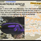Paracanthus heptus - Palette