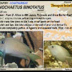 Ctenochaetus pinotatus - Twospot