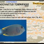 Ctenochaetus tominiensis - Tomini
