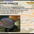 Zebrasoma gemmatum - Gem