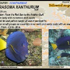 Zebrasoma xanthurum - Yellowtail