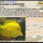 Zebrasoma flavescens - Yellow