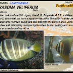 Zebrasoma veliferum - Pacific