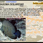 Zebrasoma desjardinii - Indian