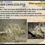 Siganus canaliculatus - White-spotted