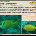 Siganus corallinus - Coral-rabbitfish