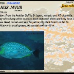 Siganus javus - Java rabbitfish