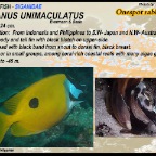 Siganus unimaculatus - Onespot