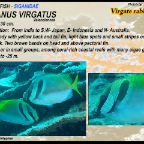 Siganus virgatus - Virgate-rabbitfish
