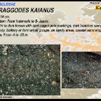 Aseraggodes kaianus - Kai sole