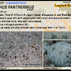 Bothus pantherinus - Leopard
