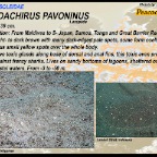 Pardachirus pavoninus - Peacock