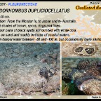 Pseudorhombus dupliciocellatus - Ocellated