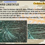 Samaris cristatus - Cockatoo