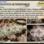 Soleichthys heterorhinos - Banded