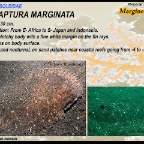 Synaptura marginata - Margined