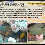 Balistapus undulatus - Orangestriped