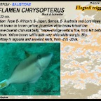 Sufflamen chrysopterus - Flagtail