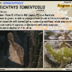 Acreichthys tomentosus - Seagrass