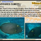 Catherhines dumerili - Yelloweye