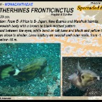 Catherhines fronticinctus - Spectacled