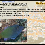Pervagor janthinosoma - Blackbar