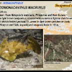 Pseudomonacanthus macrurus - Strapweed