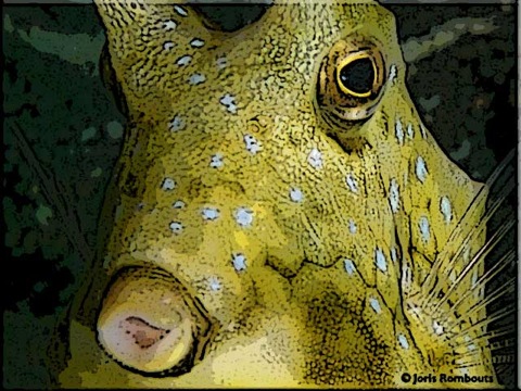Boxfish-info