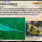 Lactoria cornuta - Longhorn boxfish