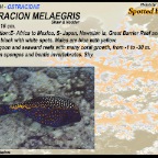 Ostracion melaegris - Spotted boxfish