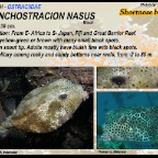 Rynchostracion nasus - Shortnose boxfish