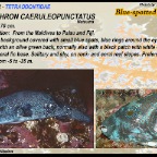Arothron caeruleopunctatus - Blue
