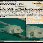 Arothron immaculatus - Immaculata